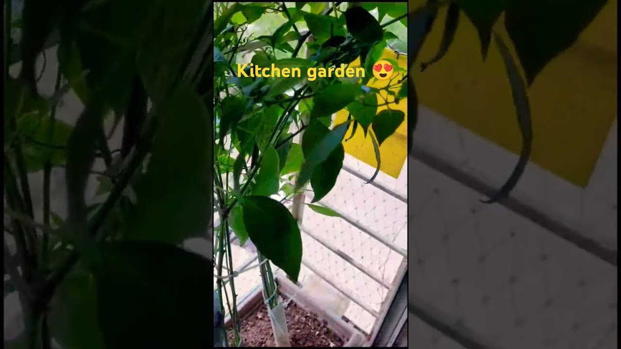 Kitchen garden 🏡